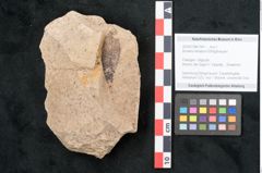 Foto (Objekt + Etikett) von Bumelia heliadum Ettingshausen (NHMW-GEO-2024-0188-7941)